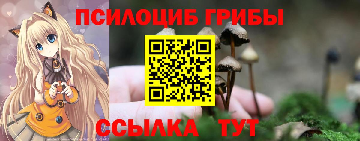 Псилоцибиновые грибы Psilocybe Сафоново